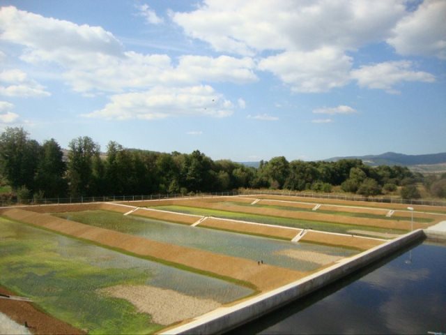 WWTP_Reed_Beds_